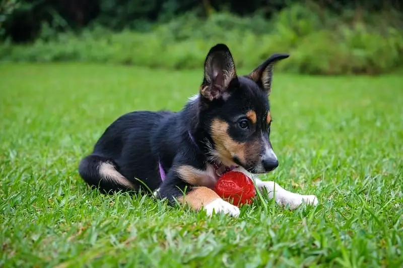 best-toys-for-8-week-old-puppy-dog-training-near-you