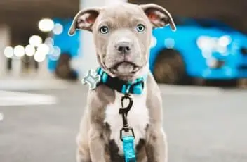 puppy-leash